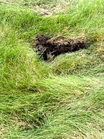 More damage near the Kahle grave